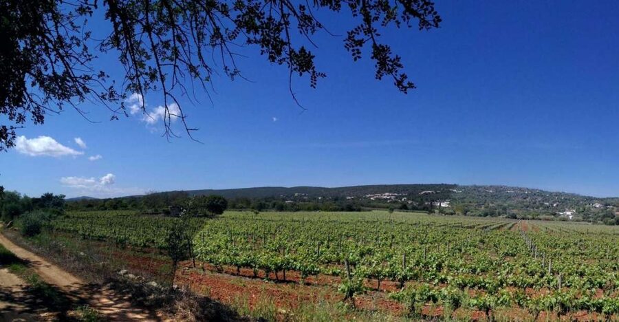 Loulé: Quinta da Tôr Winery Guided Tour and Wine Tasting - The 30-minute tour: from grapes to finished bottles