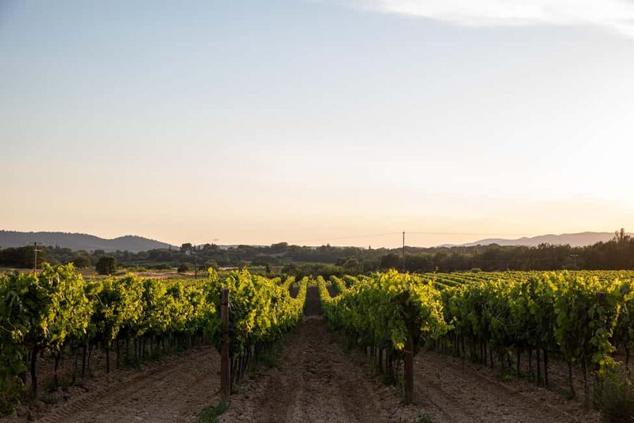Luberon: Vineyard Tour and Wine Tasting - Walking Through the Vines at Château de Sannes
