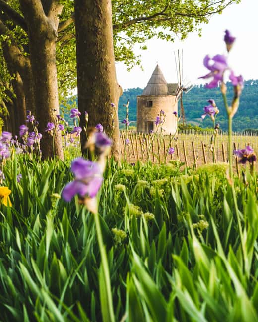 Luberon: Vineyard Tour and Wine Tasting - Should You Book the Luberon Vineyard Tour?