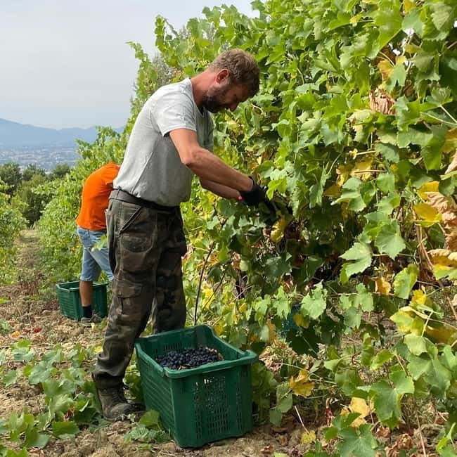 Lucca: Azienda Agricola San Pietro Winery Tour with Tasting - Why this Lucca winery visit feels different