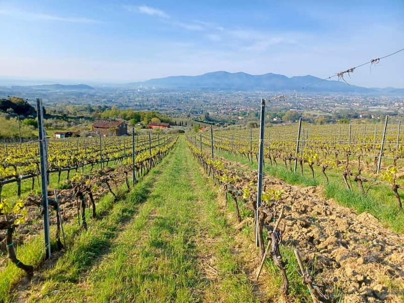 Lucca: Azienda Agricola San Pietro Winery Tour with Tasting - The opening story of a farm since 1660