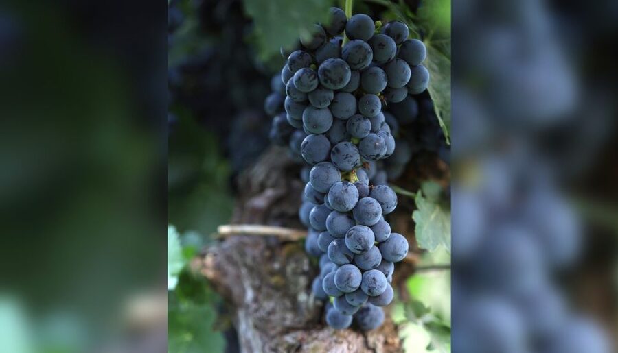 Lucca: Guided Winery Tour with Wine Tasting - The terrace is the real setting for the tasting