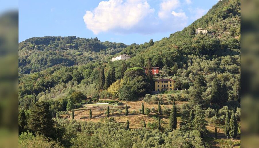 Lucca: Guided Winery Tour with Wine Tasting - Four wines, or possibly five, with olive oil on the side