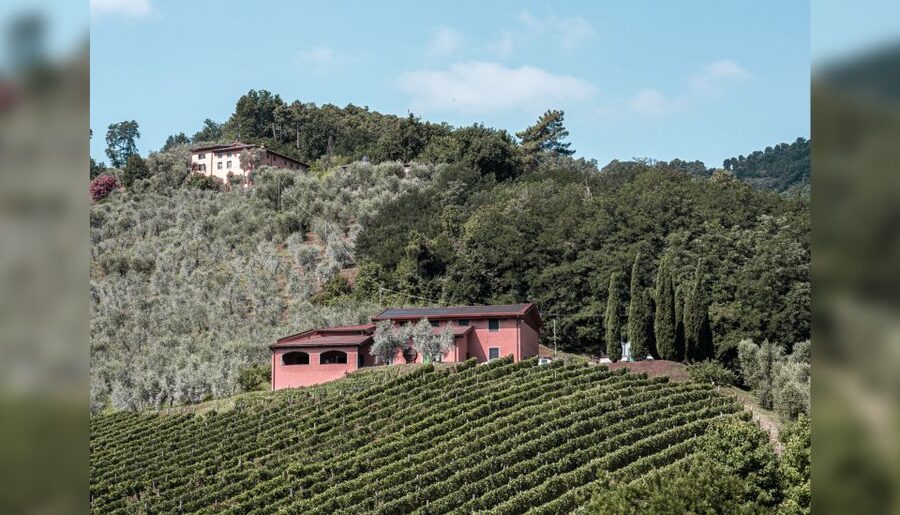 Lucca: Guided Winery Tour with Wine Tasting - The shared table can be a plus or a drawback