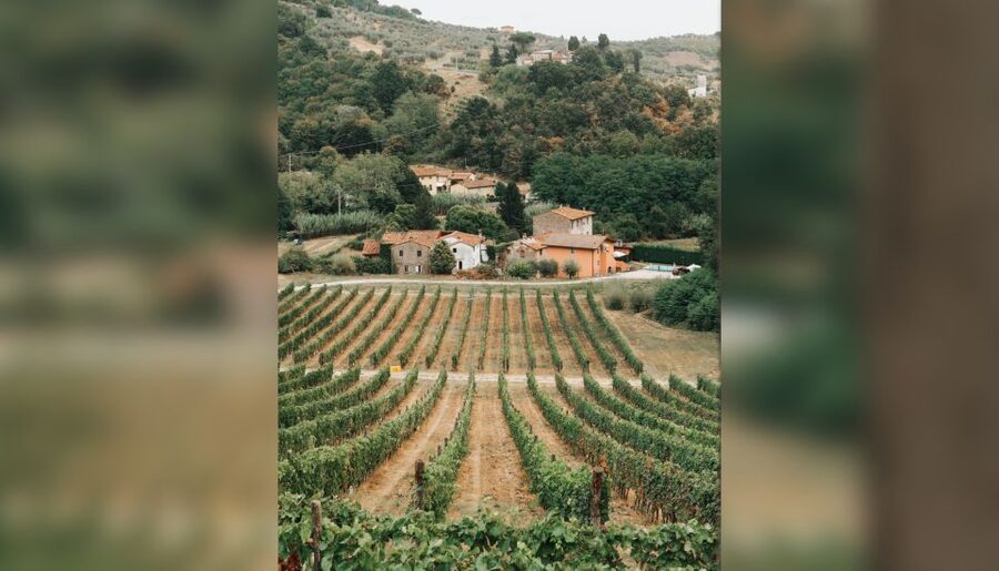 Lucca: Guided Winery Tour with Wine Tasting - Getting to Tenuta Adamo from Lucca