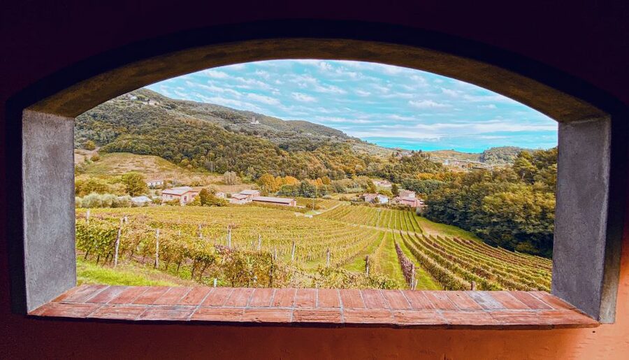 Lucca: Guided Winery Tour with Wine Tasting - How the staff shape the visit