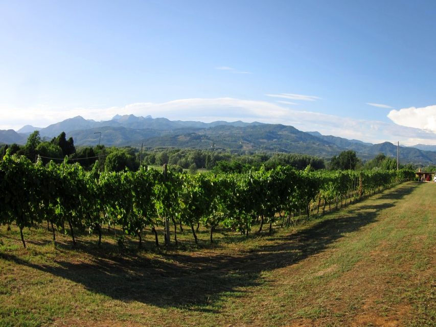 Lucca: Picnic Lunch at a Vineyard by Bike - What the $70 price includes