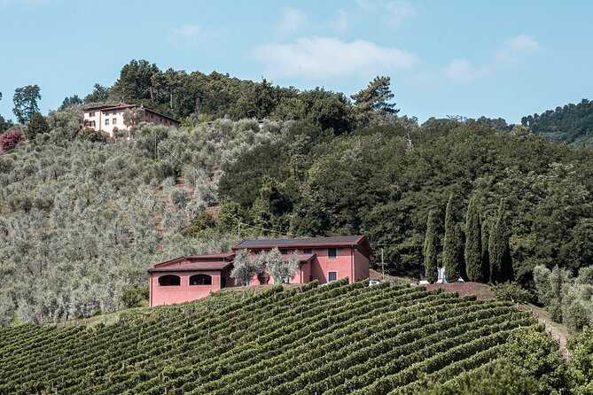 Lucca: Wine Tasting Experience - Tenuta Adamo Winery - Group size and the private-tour wording