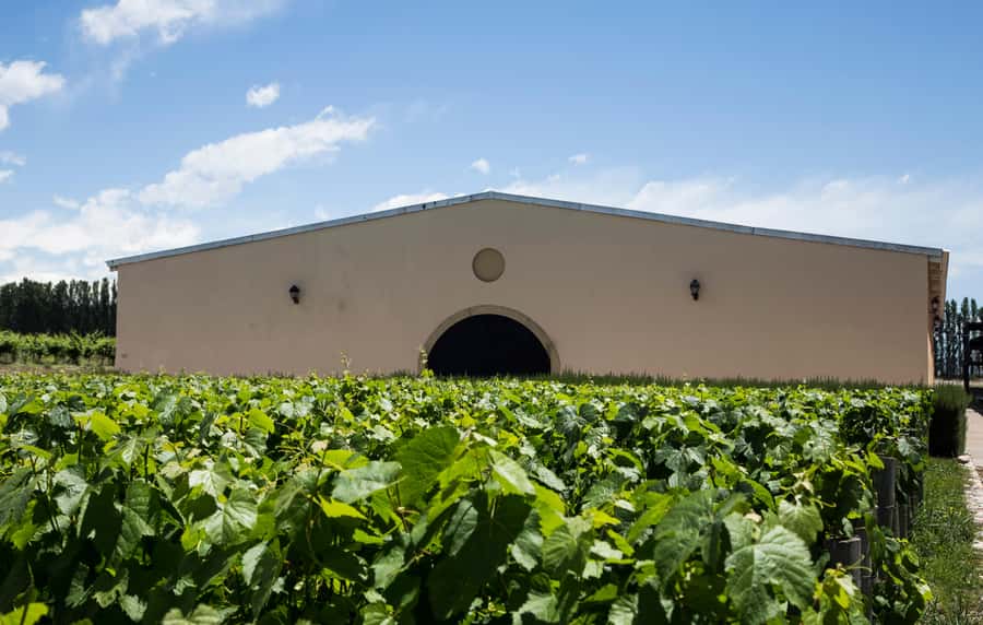 Luxury Wine Tasting in Uco Valley/ Boutique Wineries & Asado - Key points at a glance