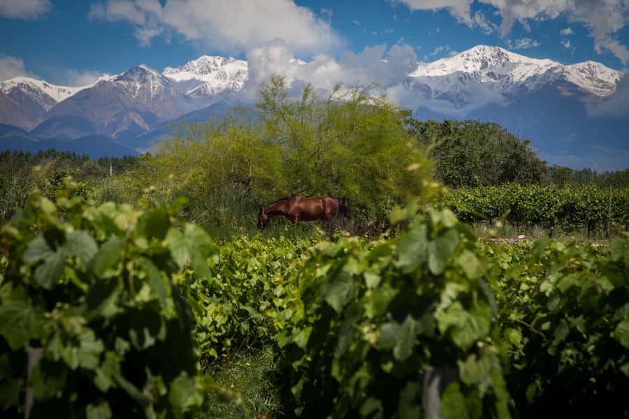 Luxury Wine Tasting in Uco Valley/ Boutique Wineries & Asado - Finca Adelma and high-altitude Malbec