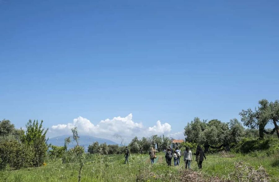 Luxury Winery Tour with Wine and Food Tasting in Sorrento - My take: book it for a focused taste of Sorrento