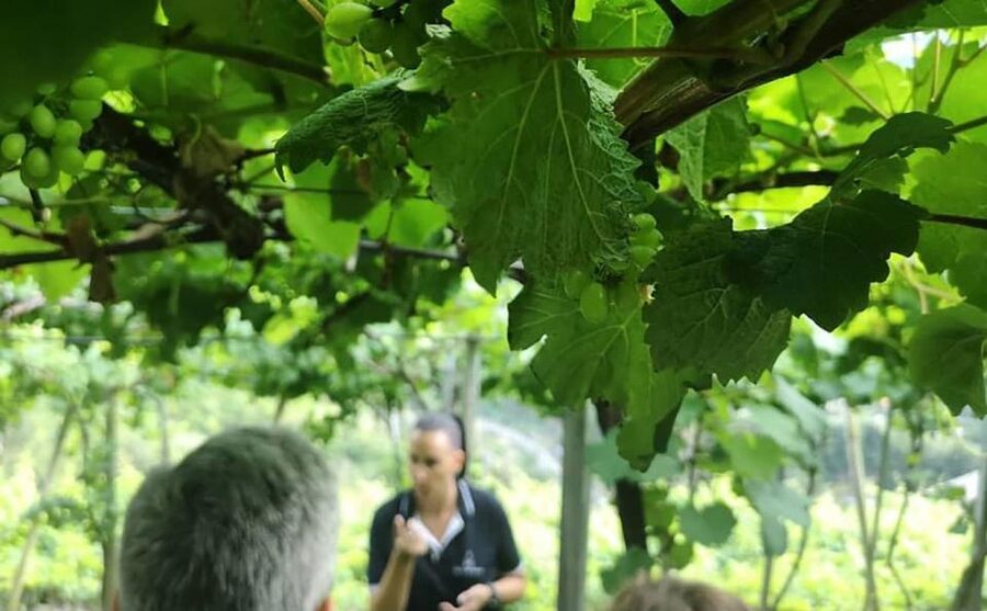 Madeira: Vineyard Tour w/ Wine Tasting & Skywalk - What the drive adds to the experience