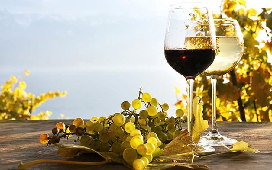 Madeira: Vineyard Tour w/ Wine Tasting & Skywalk - Who will get the most from this tour