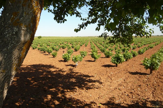 Madrid Countryside Wineries Guided Tour with Wine Tasting - Why Madrid’s wine country is worth your time