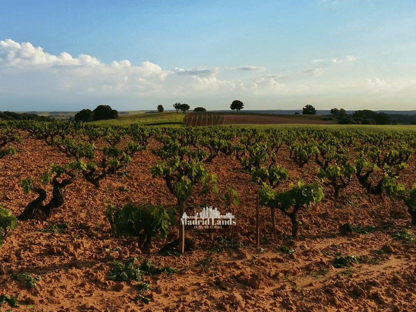 Madrid: Luxury Winery Emilio Moro Tour - The Sancho Martín viewpoint and gourmet aperitif