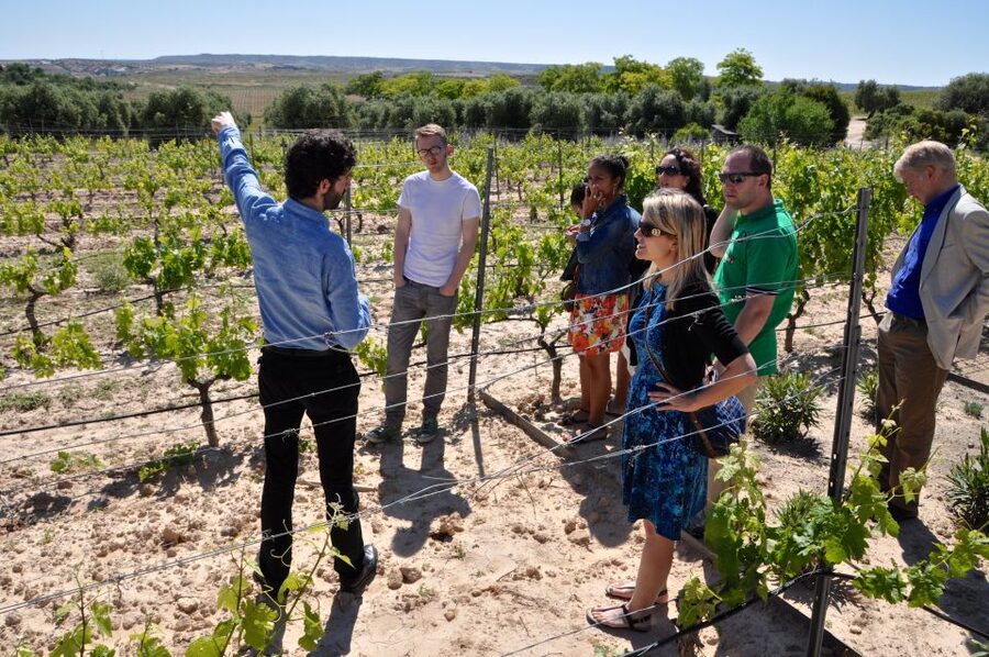 Madrid Region Wineries Guided Tour with Wine Tastings - Why Madrid’s wine country is worth your morning