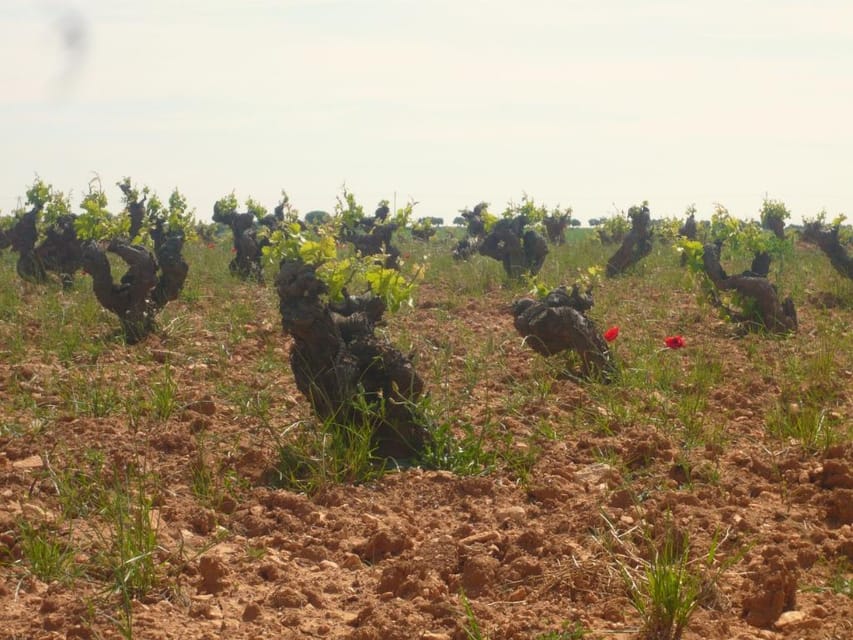 Madrid Region Wineries Guided Tour with Wine Tastings - Chinchón: wine beside a famous old town
