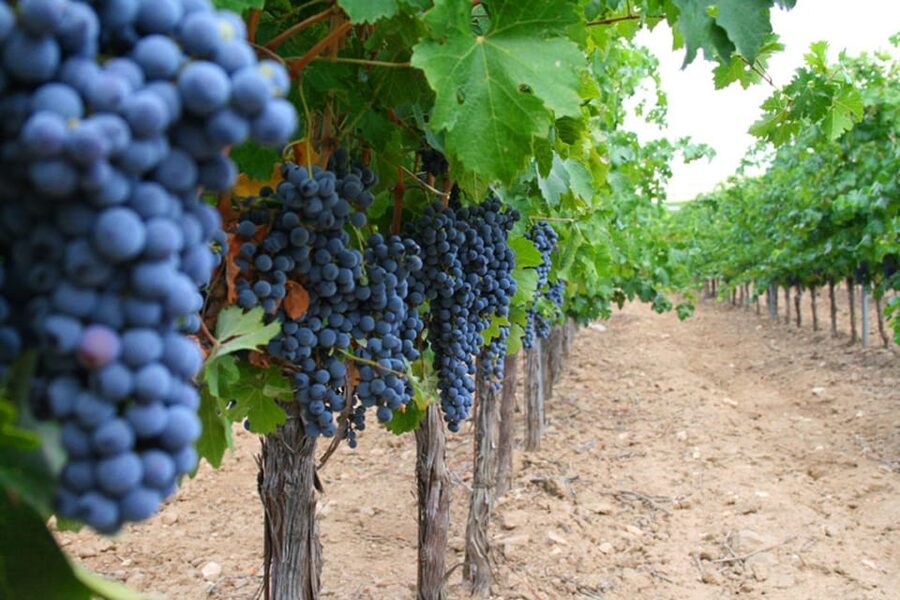Madrid: Toledo Day Trip with Winery Visit and Wine Tasting - How the $81 price holds up