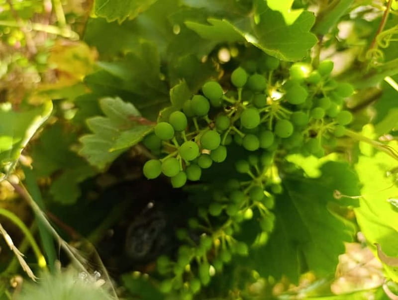 Madrid Winery Tour with Tasting & Sommelier Guide - Who should book this experience?