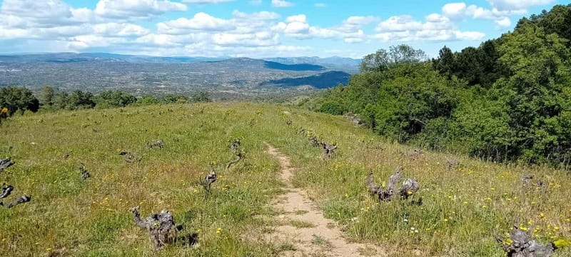 Madrid Winery Tour with Tasting & Sommelier Guide - Why Madrid wine country makes a good half-day trip