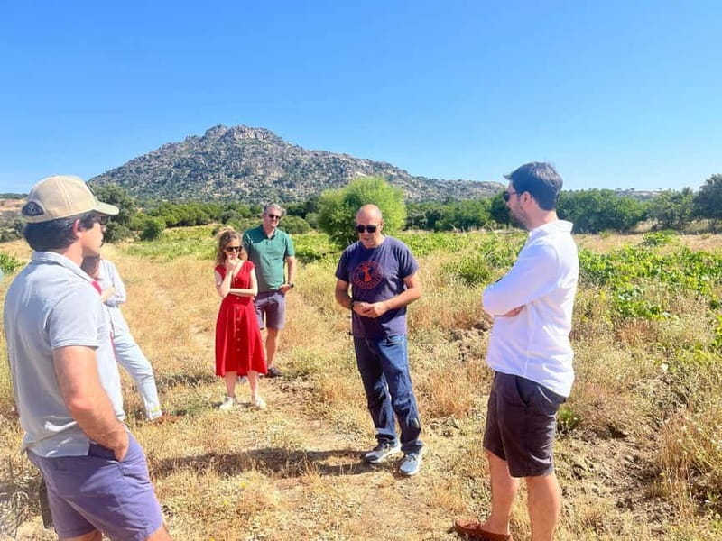 Madrid Winery Tour with Tasting & Sommelier Guide - Seeing old and modern winemaking together