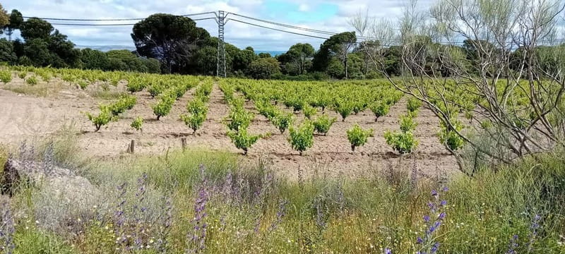 Madrid Winery Tour with Tasting & Sommelier Guide - A tasting built around three Madrid wines