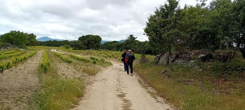 Madrid Winery Tour with Tasting & Sommelier Guide - A personal visit with no large bus crowd