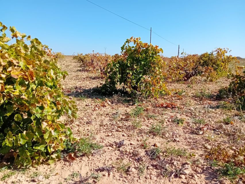 Madrid Winery Tour with Tasting & Sommelier Guide - Is $125 a good value?