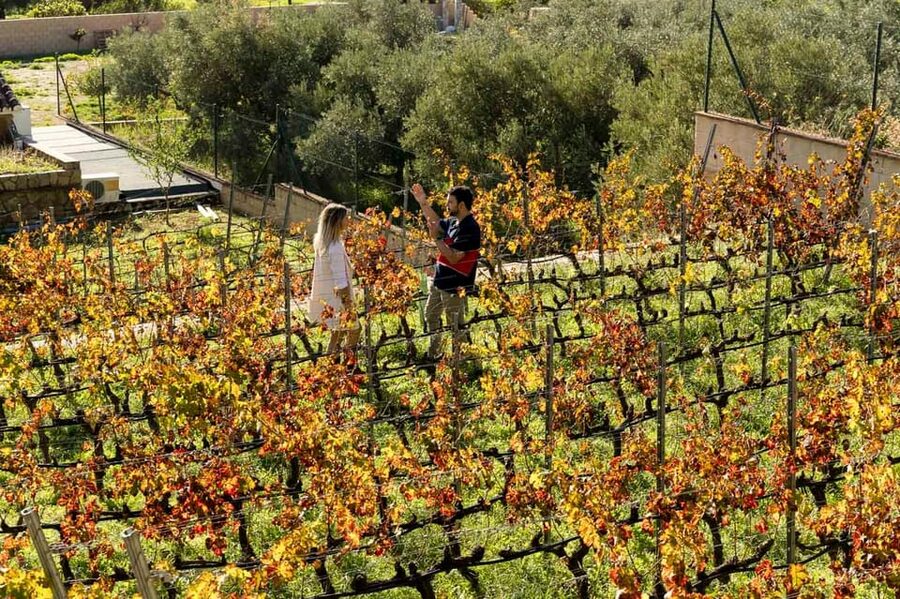 Malaga: Organic Vineyard Tour with 6 Wines, Tapas & Transfer - Tapas that actually match the wine