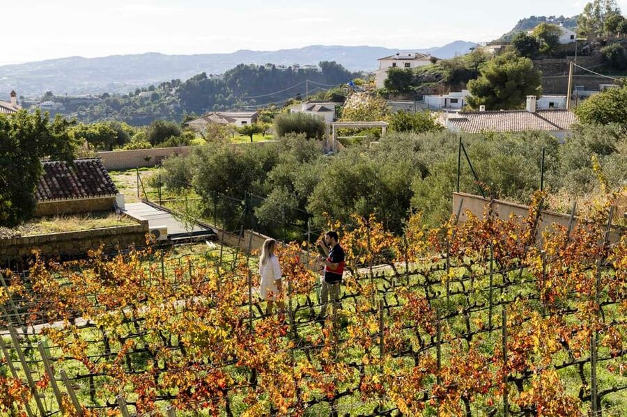 Malaga: Organic Vineyard Tour with 6 Wines, Tapas & Transfer - The guides and the social side