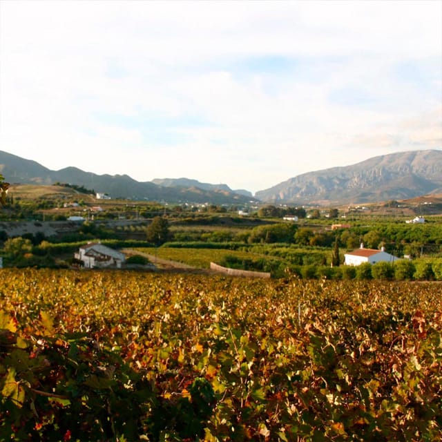 Malaga: White Village, Vineyard, and Wine Tasting Wine Tour - Key points at a glance