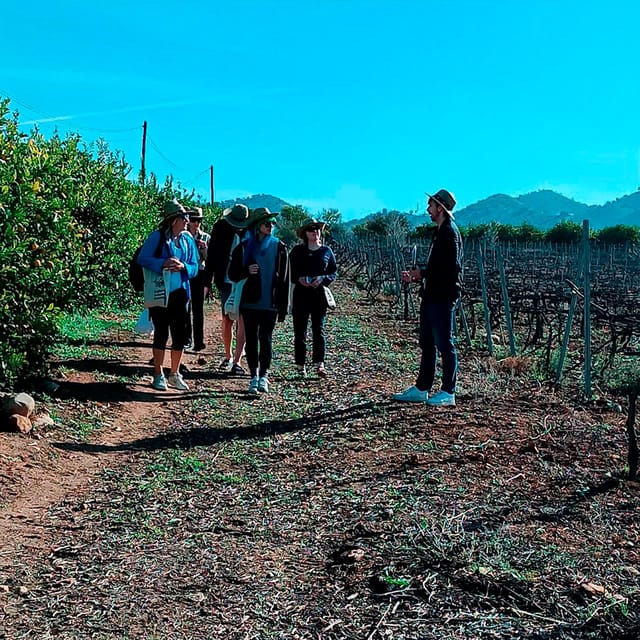 Malaga: White Village, Vineyard, and Wine Tasting Wine Tour - A vineyard visit with room for questions