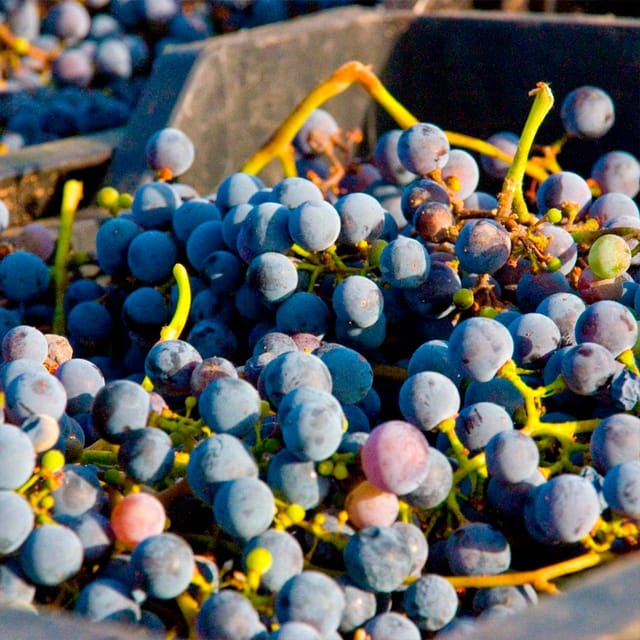 Malaga: White Village, Vineyard, and Wine Tasting Wine Tour - The small-group advantage