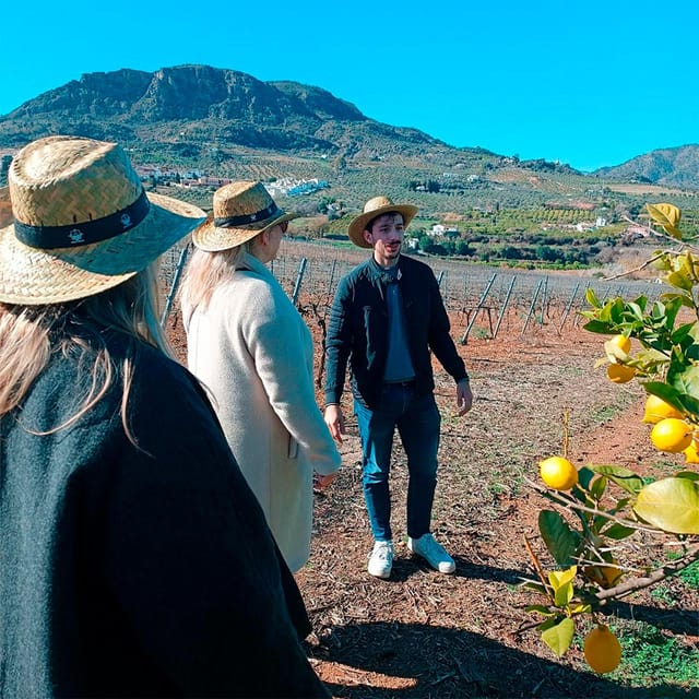 Malaga: White Village, Vineyard, and Wine Tasting Wine Tour - A few practical weaknesses to consider