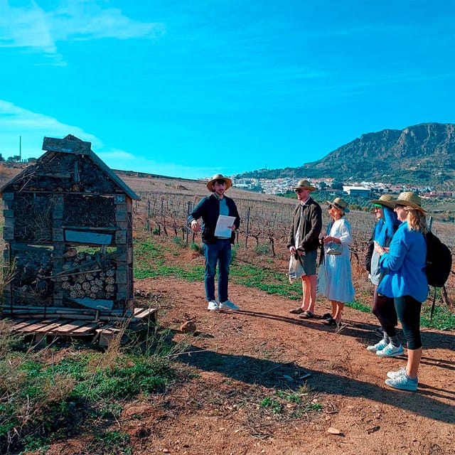 Malaga: White Village, Vineyard, and Wine Tasting Wine Tour - Walking Álora’s streets, museum, church, and castle