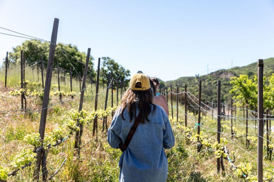 Malibu: Guided Vineyard Hike with Photo Stops and Wine - Key points to know before you book