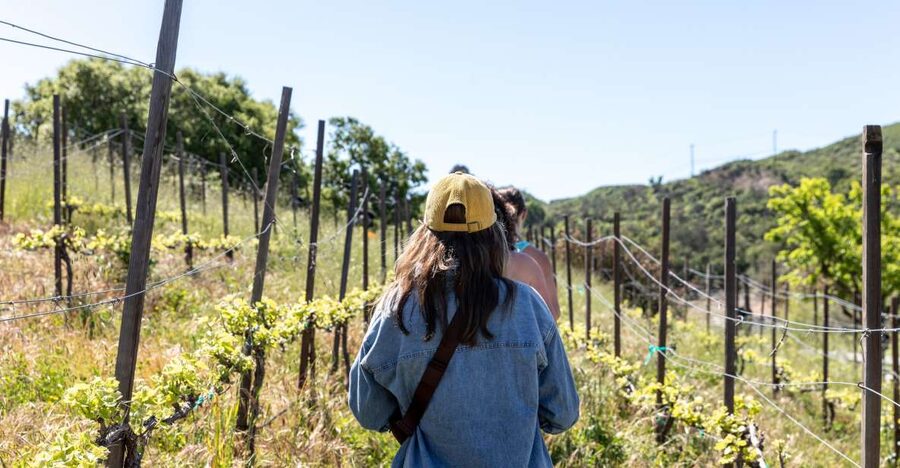 Malibu: Guided Vineyard Hike with Photo Stops and Wine - From vineyard rows to Malibu hill views