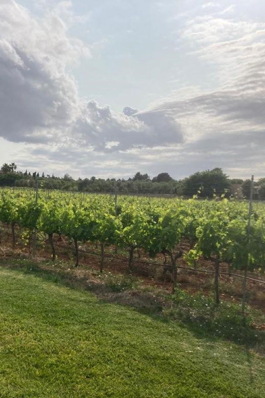 Mallorca: Bodega Butxet Vineyards & Winery Tour with Tasting - Getting there and planning the day
