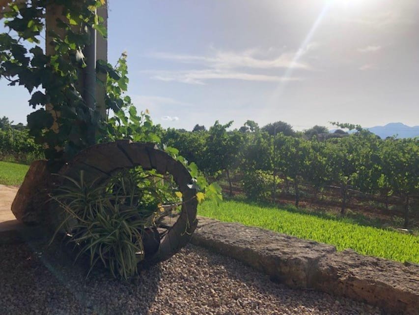 Mallorca: Bodega Butxet Vineyards & Winery Tour with Tasting - Who will enjoy Bodega Butxet most