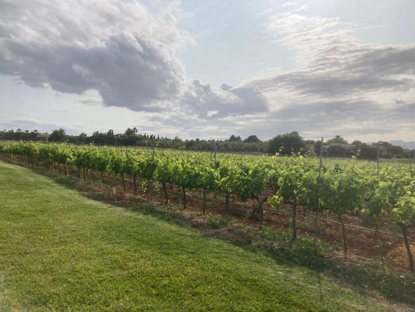 Mallorca: Bodega Butxet Vineyards & Winery Tour with Tasting - Languages, timing, and weather