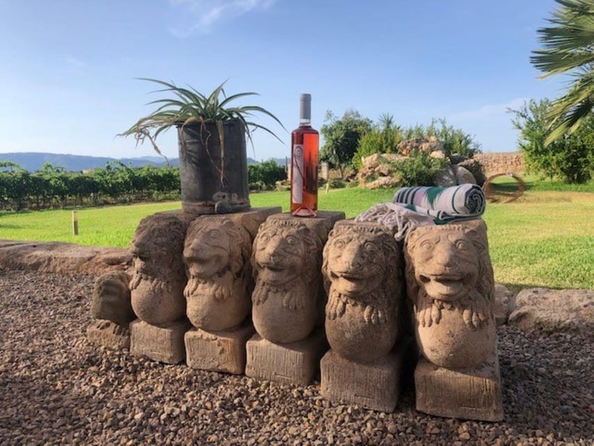 Mallorca: Bodega Butxet Vineyards & Winery Tour with Tasting - Walking the vines during the first hour