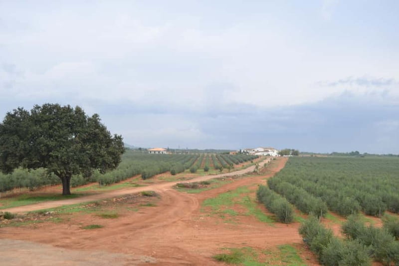 Mallorca: Bodega & Olives Minibustour with wine/oil tasting - Why this tour reaches beyond Mallorca’s beach resorts