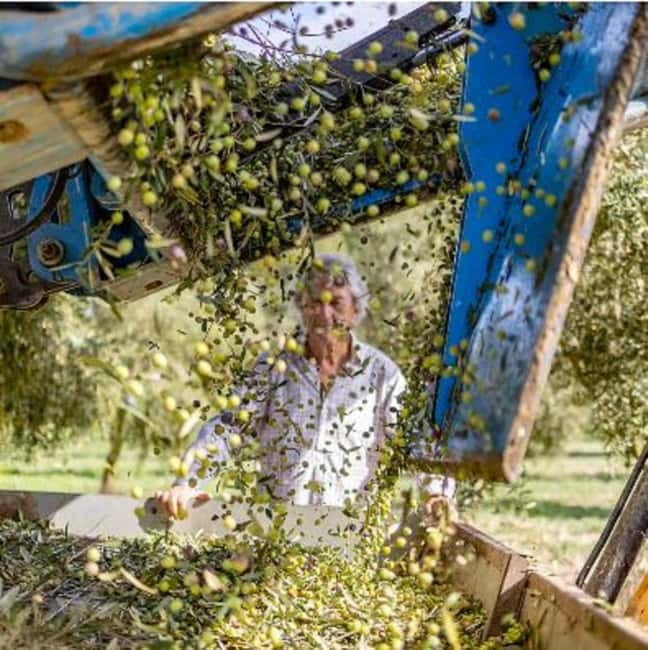 Mallorca: Bodega & Olives Minibustour with wine/oil tasting - Inside a Mallorcan tafona