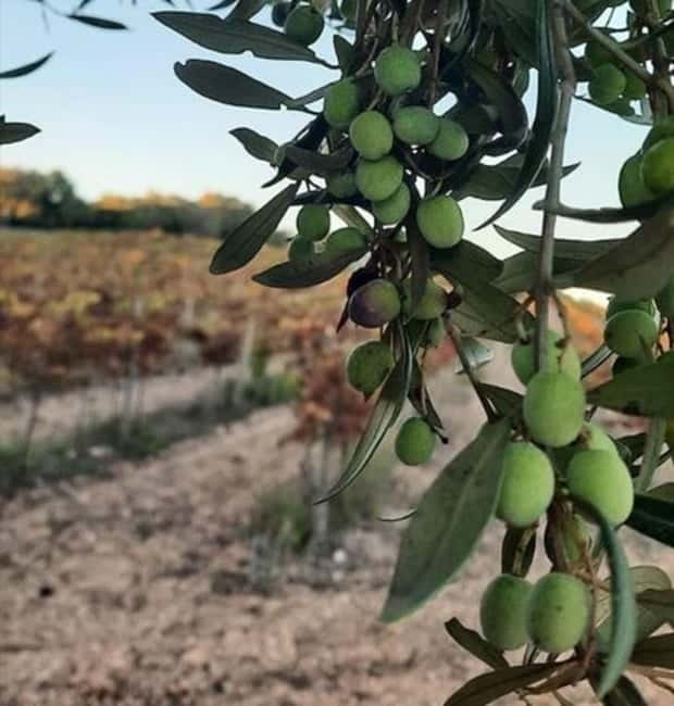 Mallorca: Bodega & Olives Minibustour with wine/oil tasting - From olive groves to Mallorca’s vineyards