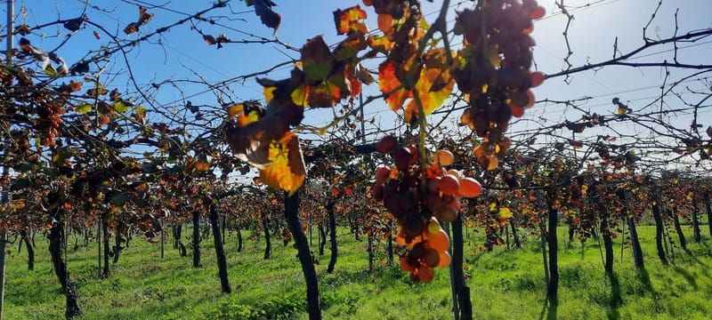 Mallorca: Bodega & Olives Minibustour with wine/oil tasting - The first drive into olive country