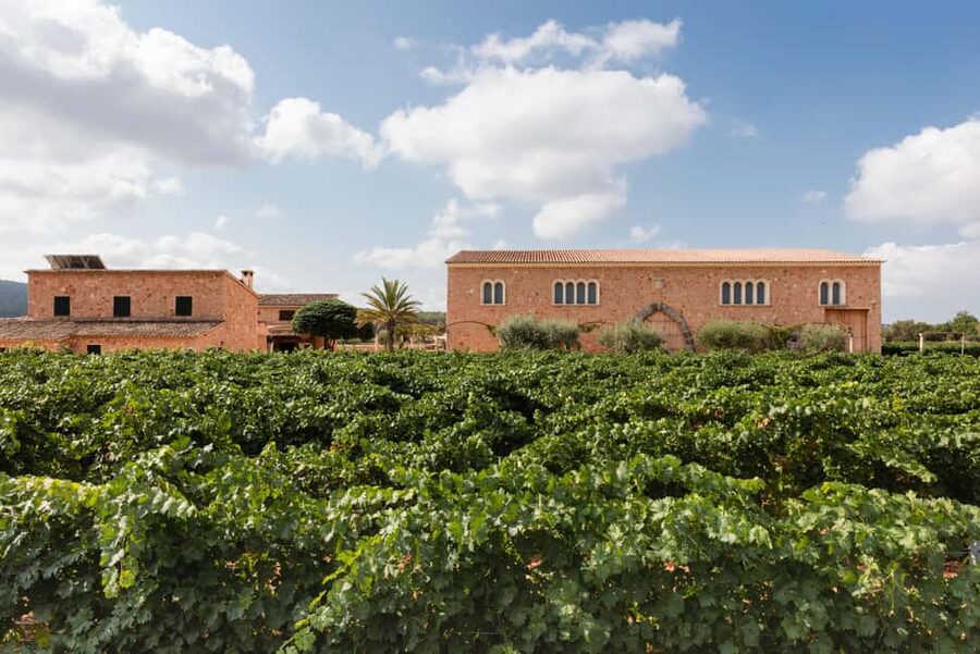 Mallorca: Bodegas Ángel Winery Tour with Wine Tasting - The small-winery atmosphere and personal hosting