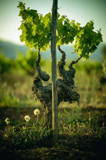 Mallorca: Visit a winery and enjoy a wine tasting, along with some Mallorcan products - Mallorcan food that makes the tasting worthwhile