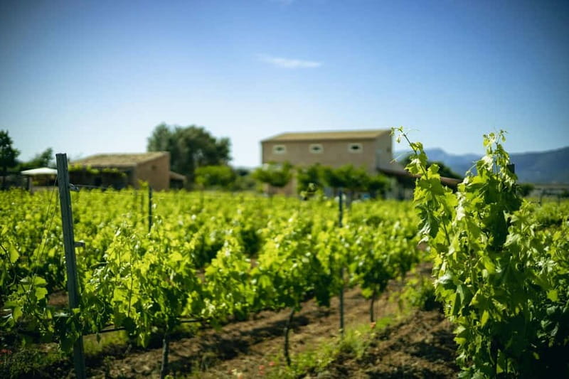 Mallorca: Visit a winery and enjoy a wine tasting, along with some Mallorcan products - Practical details before you go