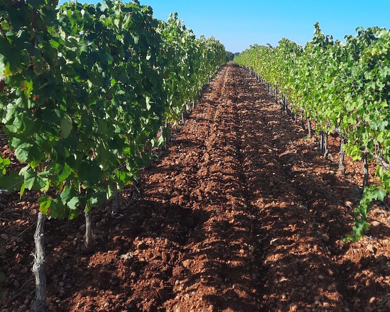 Mallorca: Wine Cellar Tour XL - 3 Wine Tastings incl. GERMAN - Stop one: your first taste of Majorcan wine