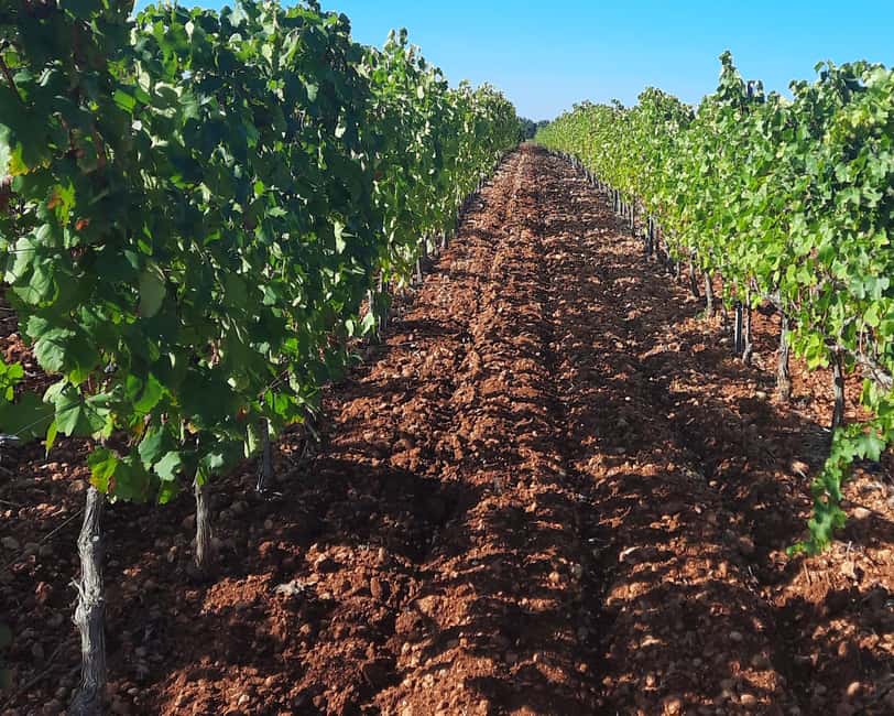 Mallorca: Wine Cellar Tour XL - 3 Wine Tastings incl. GERMAN - Stop two: another cellar, another point of comparison